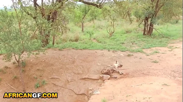 Real Black Babe Pussy Railed POV By Hung White Tourist In Safari Van