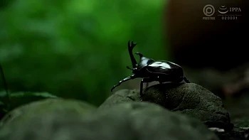 0012353_キス フェラチオ 接吻などが含まれている