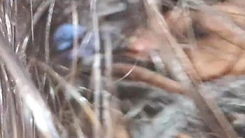 Indian English Teacher Gets Facial and Handjob from Big 8 Inch Cock Before Husband Comes Home