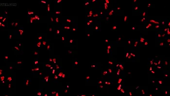 Hot Natalie Gangbang Creampie & Cumshot Orgy - German MILF Hardcore Sex