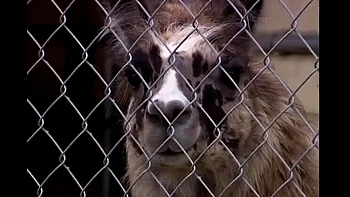 Brittney Skye monta polla gorda, anal extremo y eyaculación